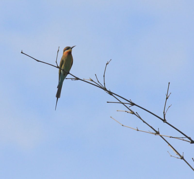 Blue-tailed Bee-eater