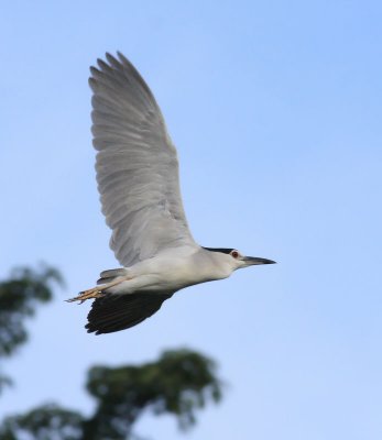 Black-crowned Night Heron