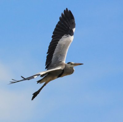 Grey Heron