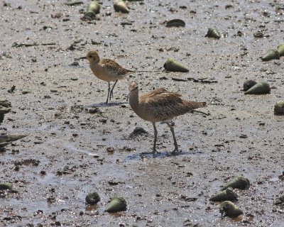 Whimbrel and Pacific Golden Plover