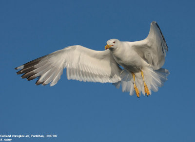 Goéland leucophée, Larus michahellis