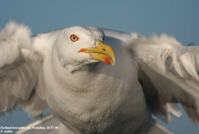 Goéland leucophée, Larus michahellis