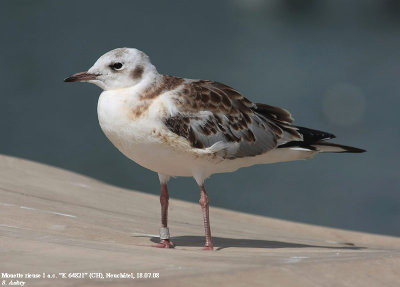 Mouette rieuse, Larus ridibundus