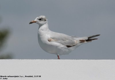 Mouette mélanocéphale, Larus melanocephalus