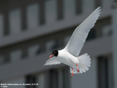 Mouette mélanocéphale, Larus melanocephalus