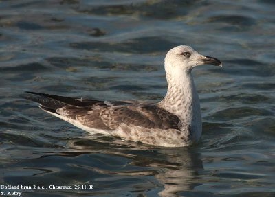 Goéland brun, Larus fuscus