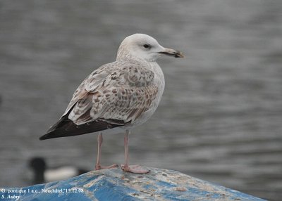 Goéland pontique, Larus cachinnans
