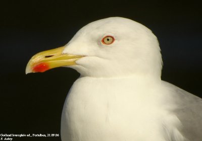 Yellow-legged Gull / Goéland leucophée