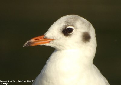 Mouette rieuse, Larus ridibundus