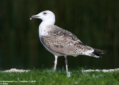 Goland marin, Larus marinus