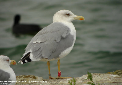 Goéland leucophée, Larus michahellis
