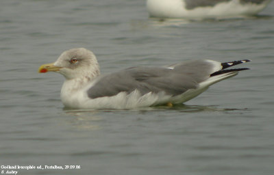 Goéland leucophée, Larus michahellis