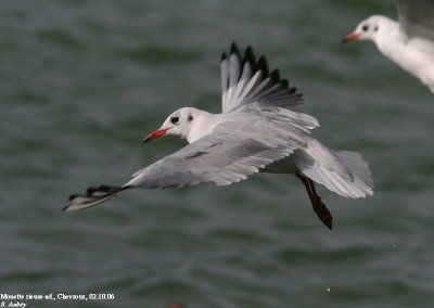 Mouette rieuse, Larus ridibundus