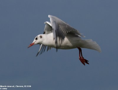 Mouette rieuse, Larus ridibundus