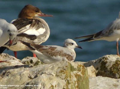 Mouette mélanocéphale, Larus melanocephalus