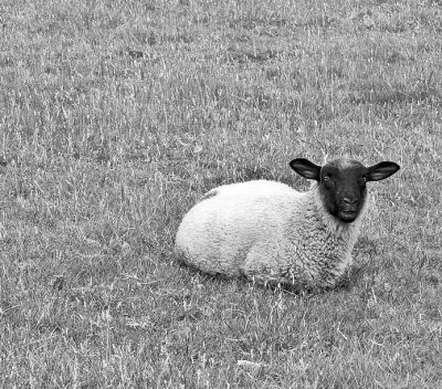 _MG_7457 Flatford bw.jpg