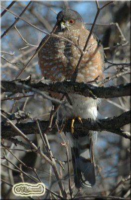 DSC_1072C.jpg