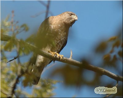 Petite Buse - Broad-winged Hawk