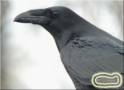 Corbeau - Raven