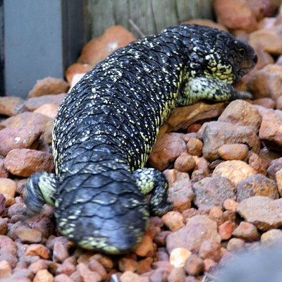 Shingleback Skink
