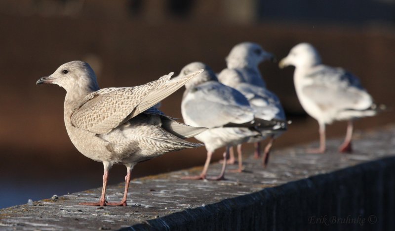 Iceland Gull with Herring Gulls