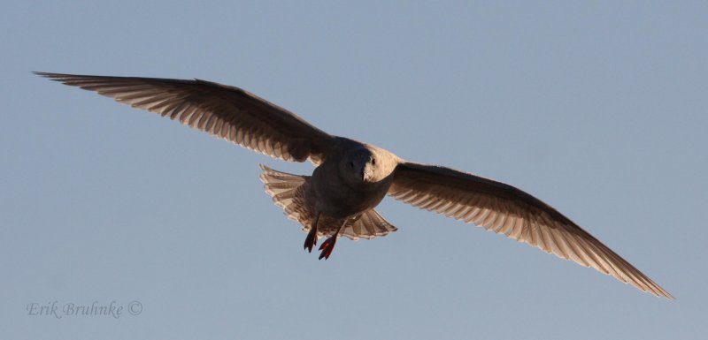 Iceland Gull