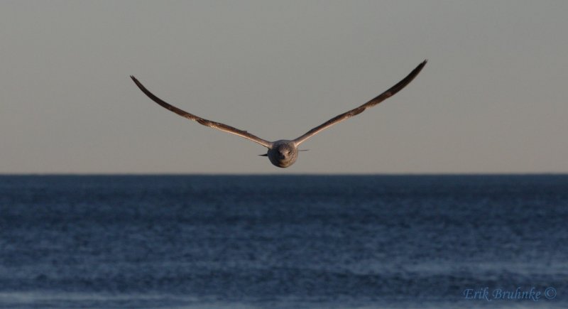 Eye-to-Eye with a Herring Gull