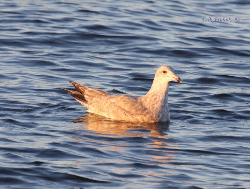 Nelsons Gull