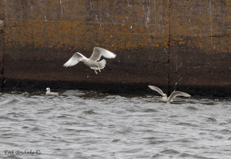Glaucous Gull (middle) and Iceland Gull (right)