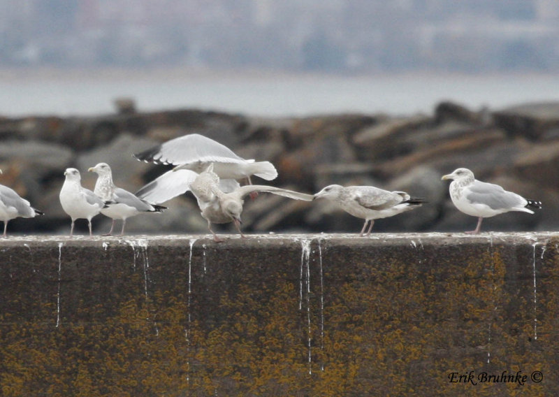 Herring Gull picking on the Iceland Gull