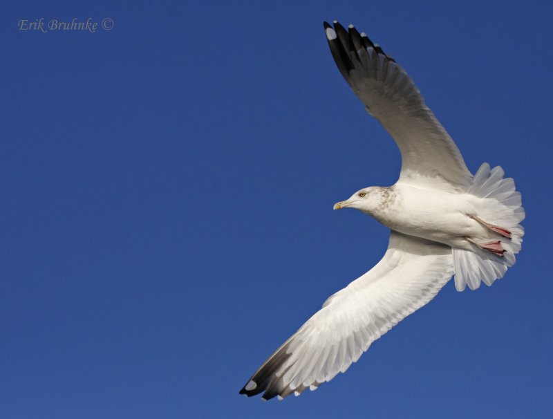 Herring Gull