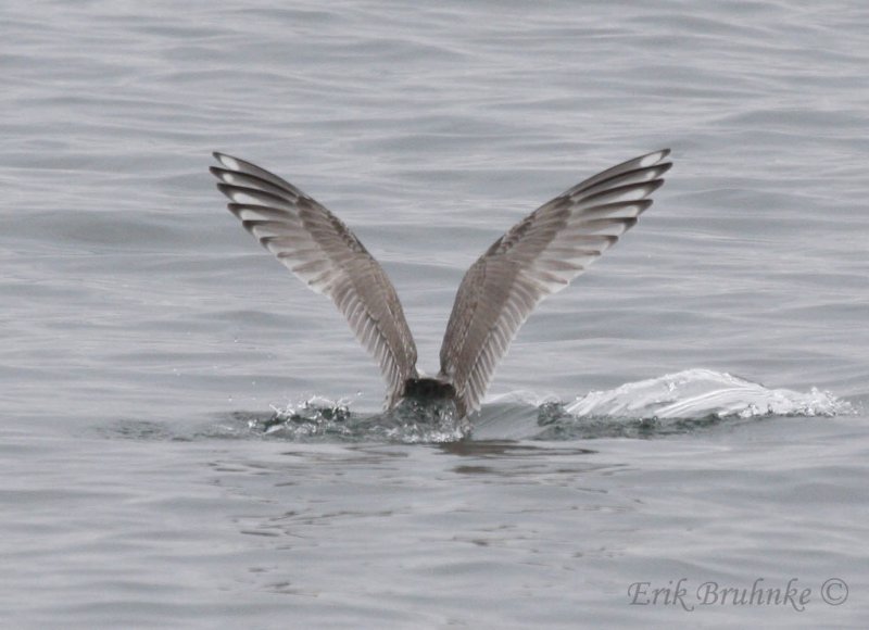 Thayers Gull (2nd cycle)