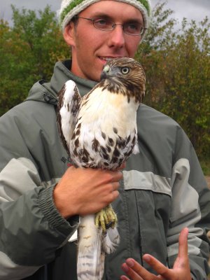 I'm holding a Red-tailed Hawk