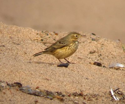 American Pipit