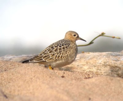 Buff-breasted Sandpiper