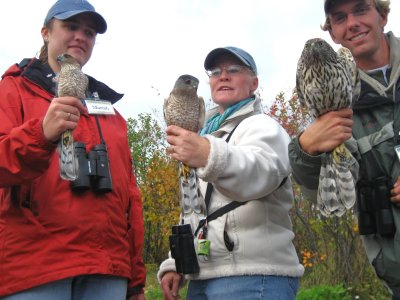 Adult Sharp-shinned Hawk (left), Adult Cooper's Hawk (middle), and juvenile Northern Goshawk (right)