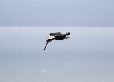 Bald Eagle carrying food (meat scraps of some kind)