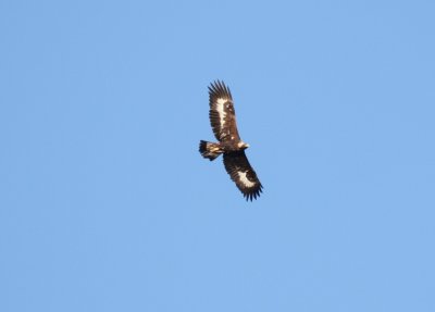 Sub-adult Golden Eagle