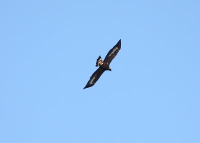 Immature Golden Eagle