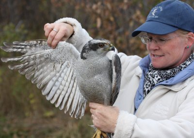 Adult Northern Goshawk