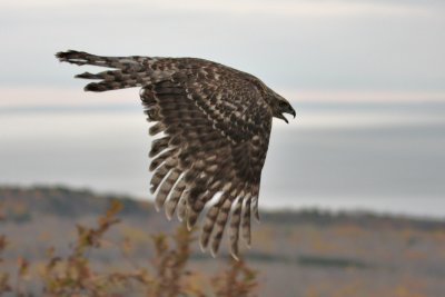 Juvenile Northern Goshawk