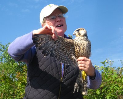 Julie with a Peregrine Falcon
