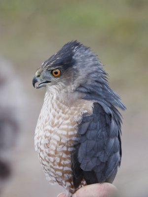 Cooper's hawk (2 years old)