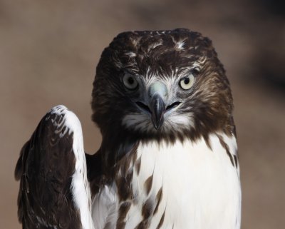 Red-tailed Hawk