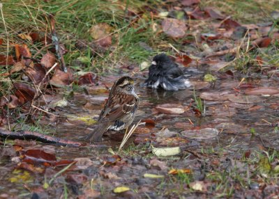 White-throated Sparrow and Dark-eyed Junco bathing alonside the road
