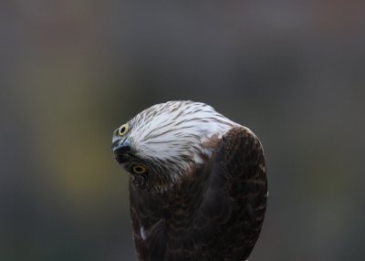 Sharp-shinned Hawk