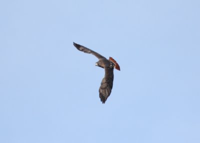 Red-tailed Hawk