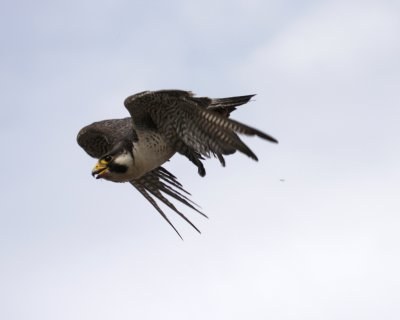 Peregrine Falcon