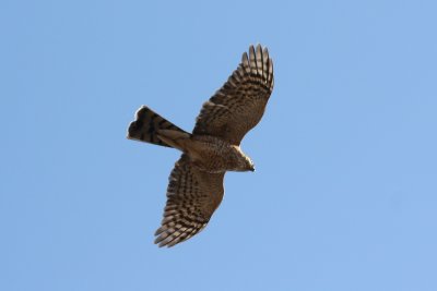 Sharp-shinned Hawk