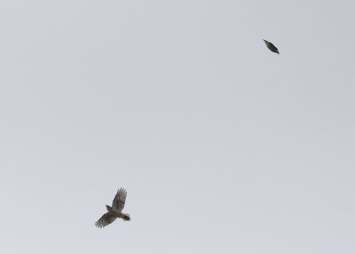 Hairy Woodpecker (left) & Black-backed Woodpecker (right)